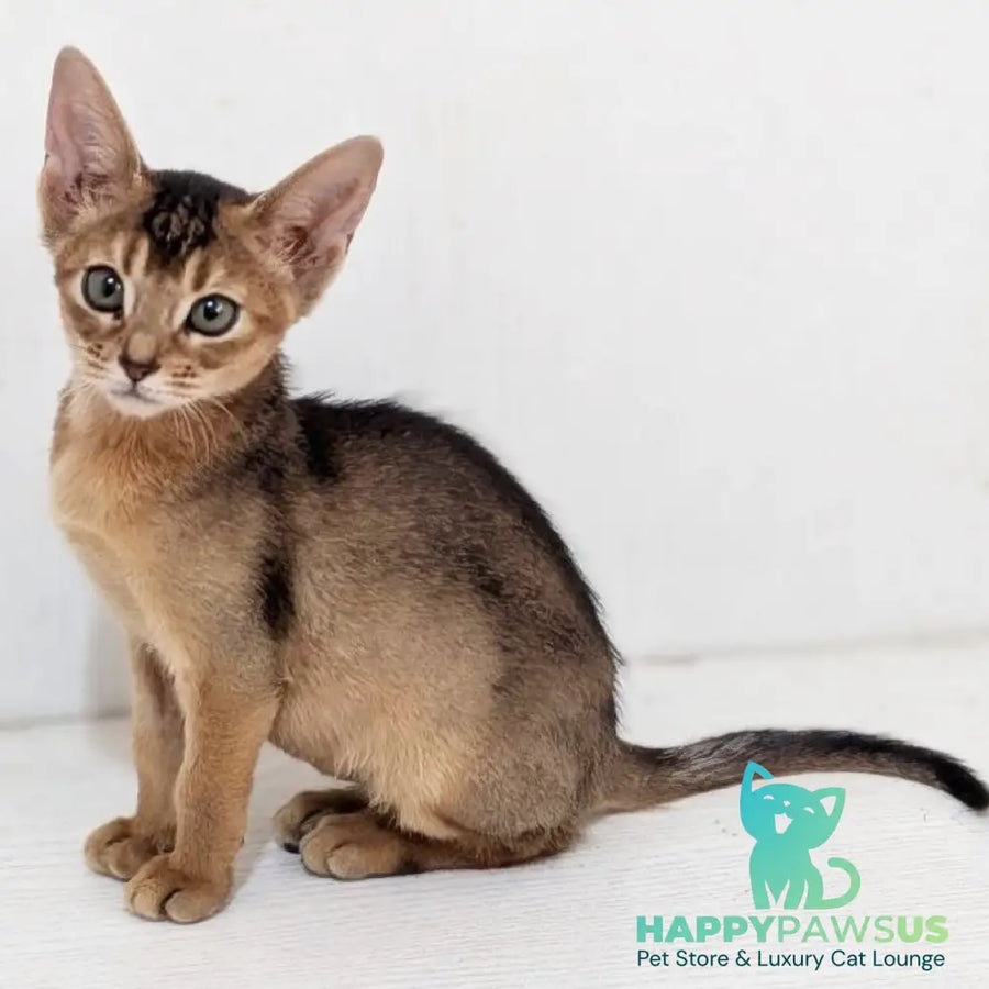 Gerda Abyssinian female black - live animals