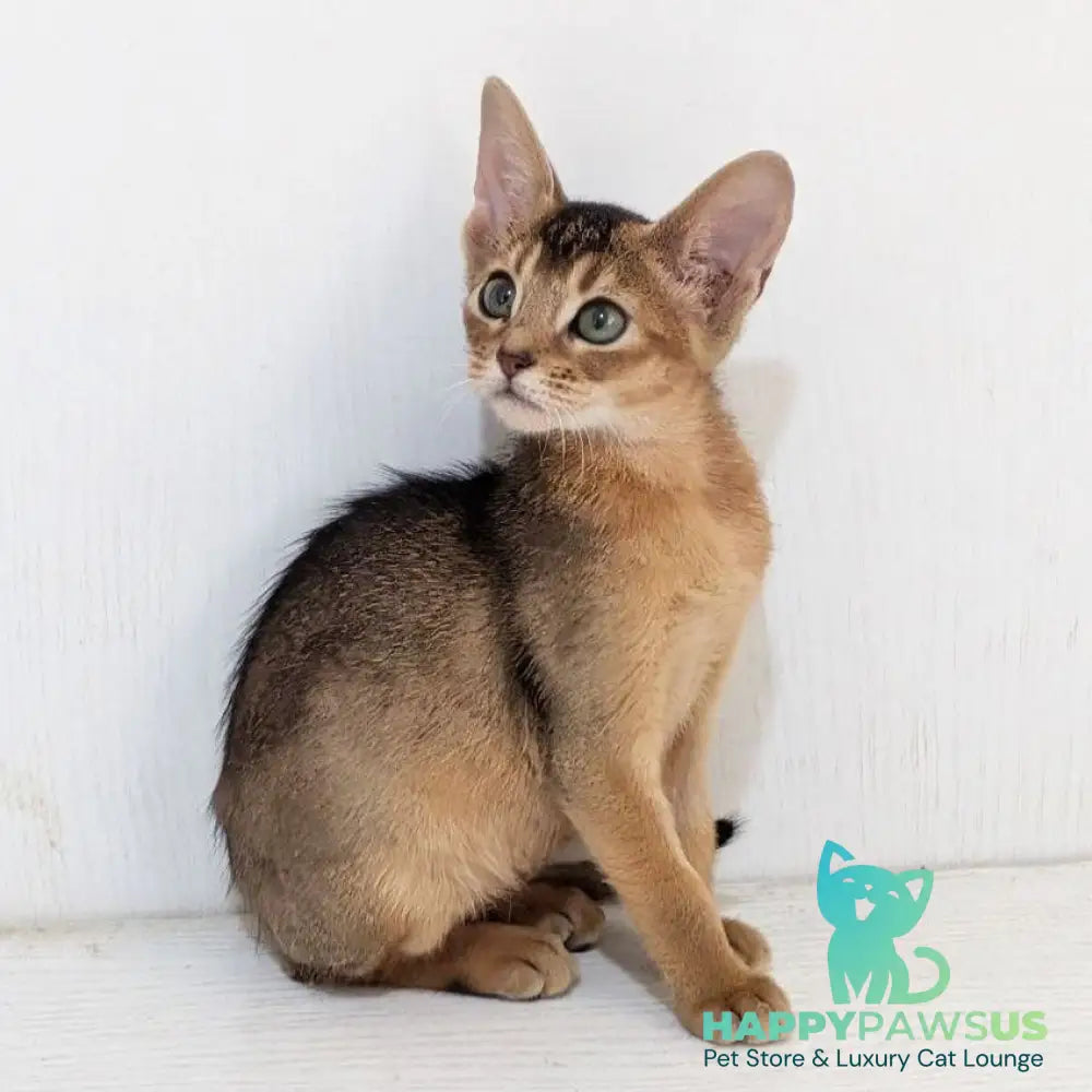 Gerda Abyssinian female black - live animals
