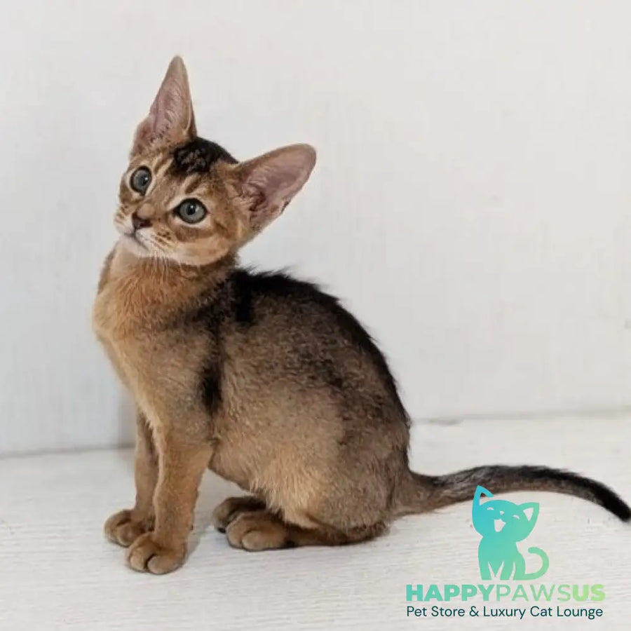 Gerda Abyssinian female black - live animals