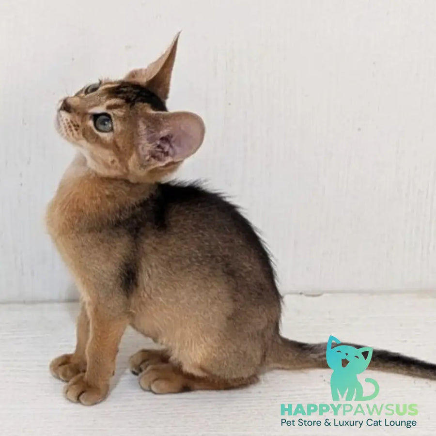 Gerda Abyssinian female black - live animals
