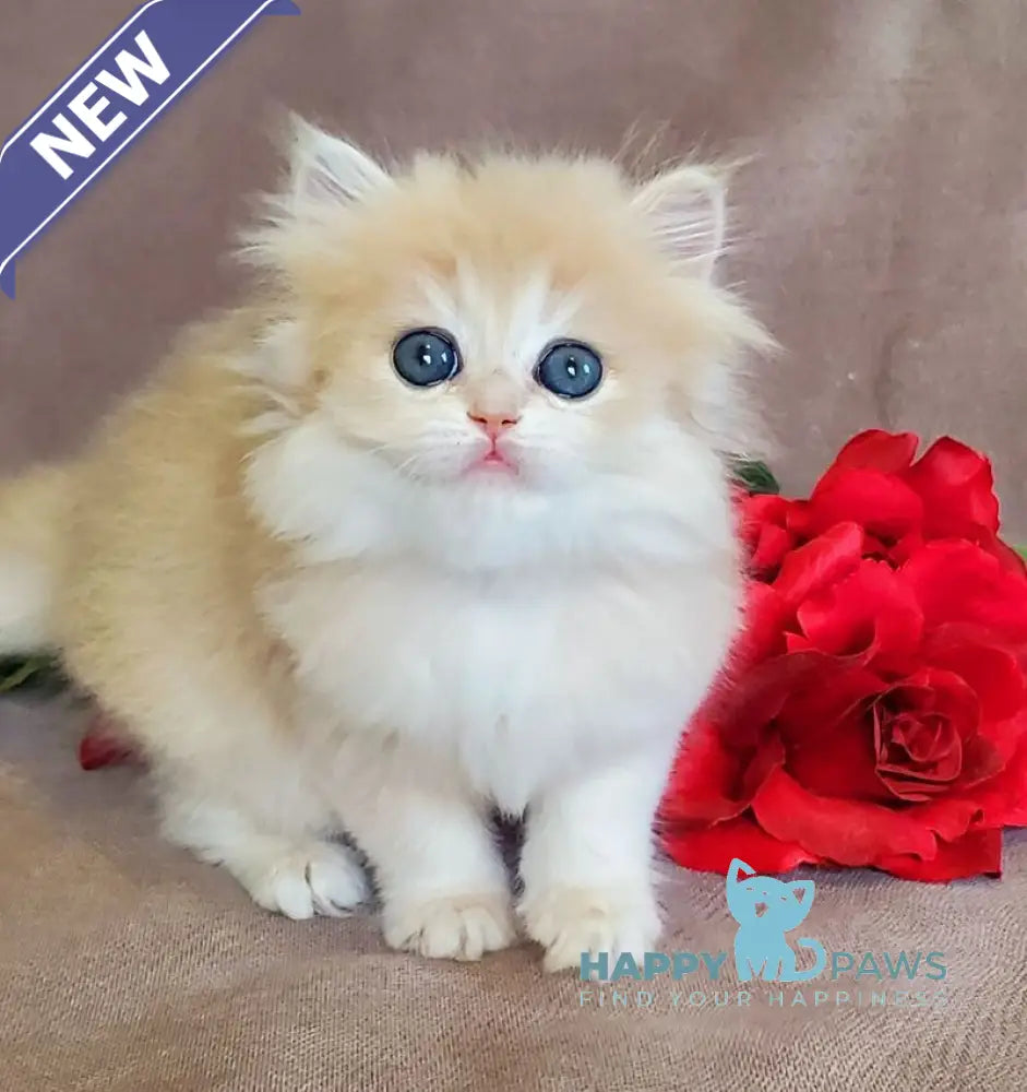 Gerda British Longhair female blue golden chinchilla live animals