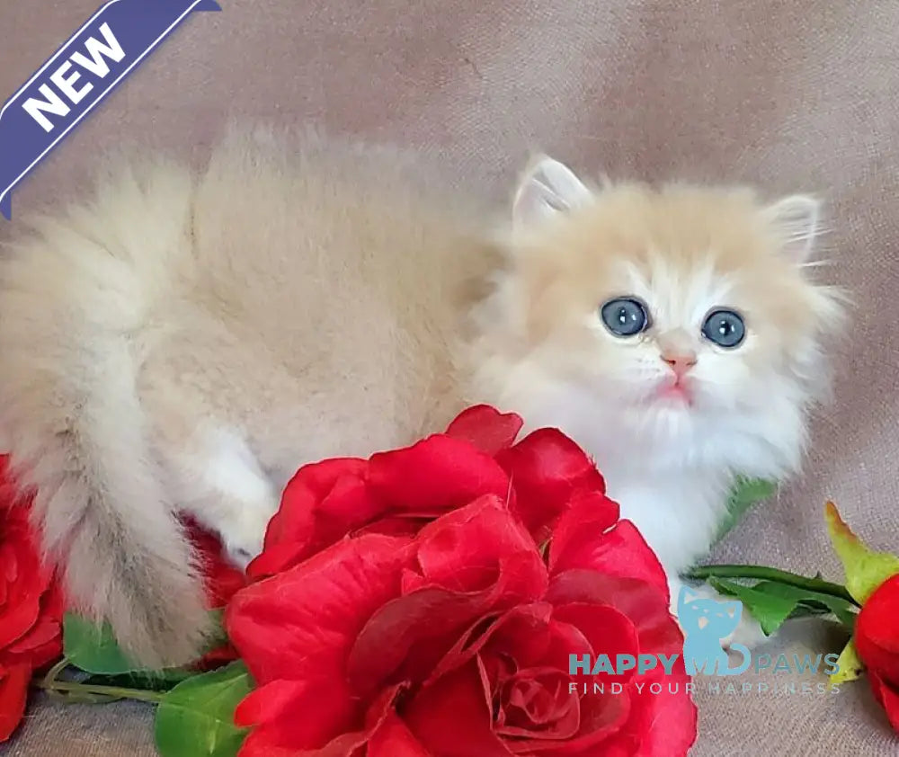 Gerda British Longhair female blue golden chinchilla live animals