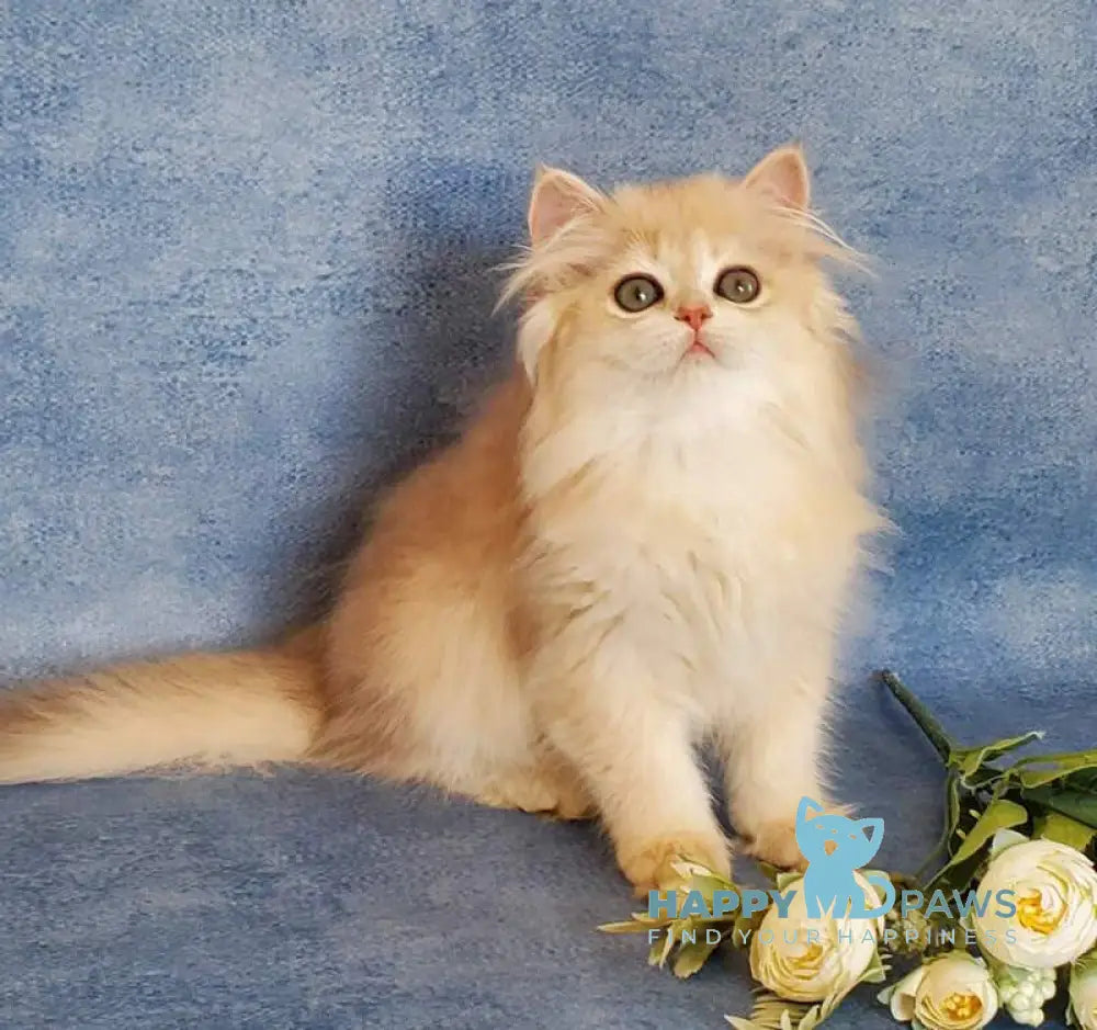 Gerda British Longhair female blue golden chinchilla live animals
