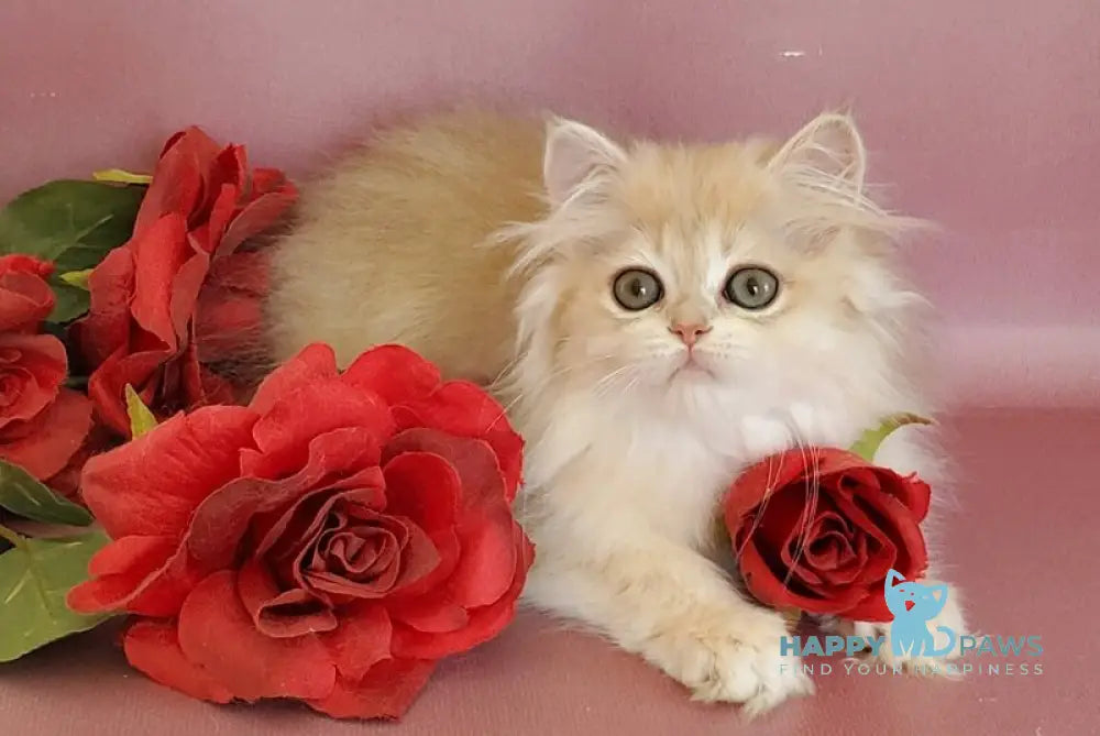 Gerda British Longhair female blue golden chinchilla live animals