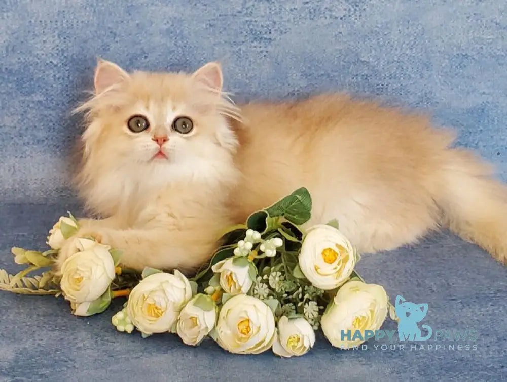 Gerda British Longhair female blue golden chinchilla live animals
