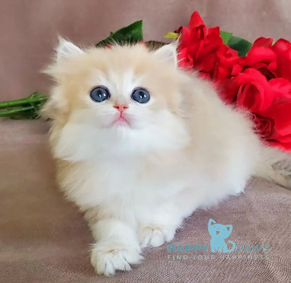 Gerda British Longhair female blue golden chinchilla live animals