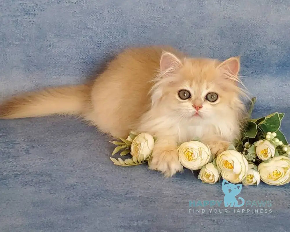 Gerda British Longhair female blue golden chinchilla live animals