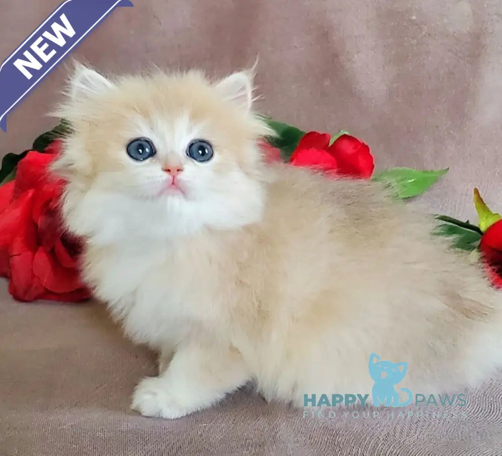 Gerda British Longhair female blue golden chinchilla live animals