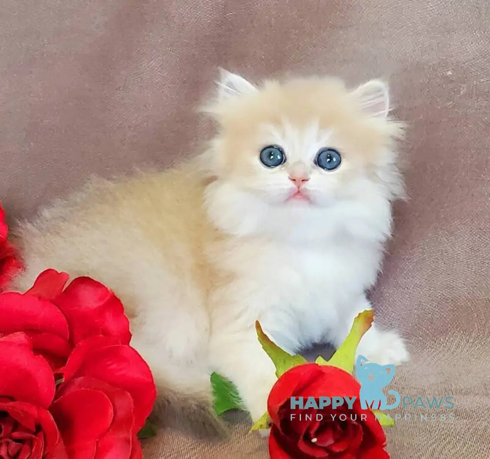 Gerda British Longhair female blue golden chinchilla live animals