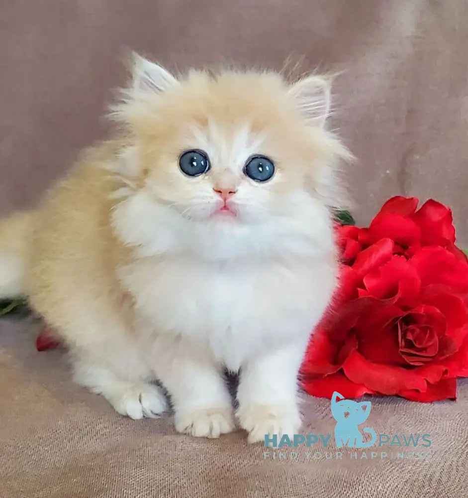 Gerda British Longhair female blue golden chinchilla live animals