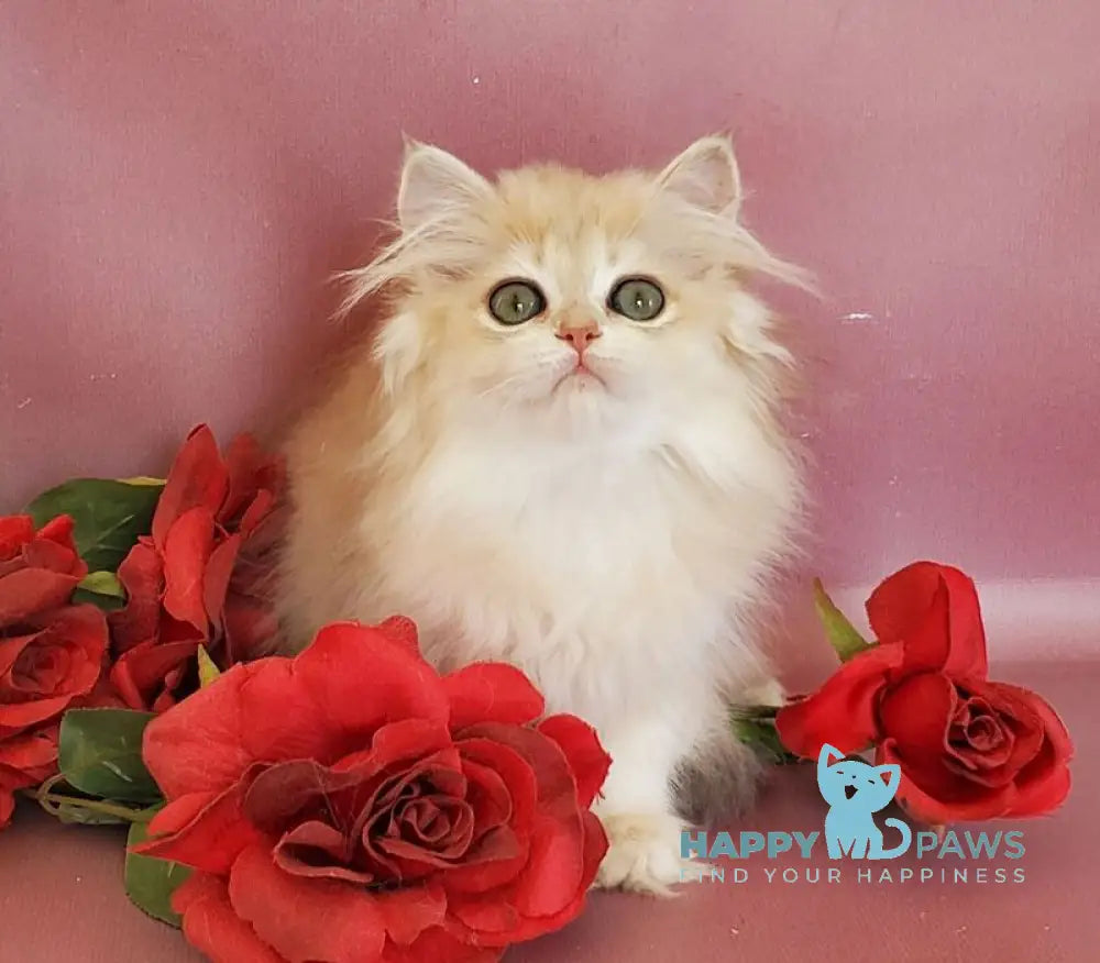 Gerda British Longhair female blue golden chinchilla live animals