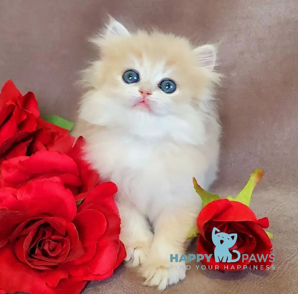 Gerda British Longhair female blue golden chinchilla live animals