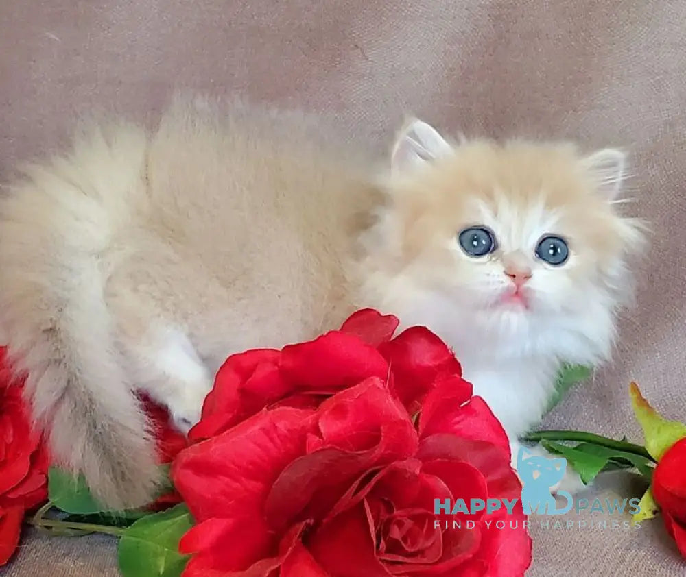Gerda British Longhair female blue golden chinchilla live animals