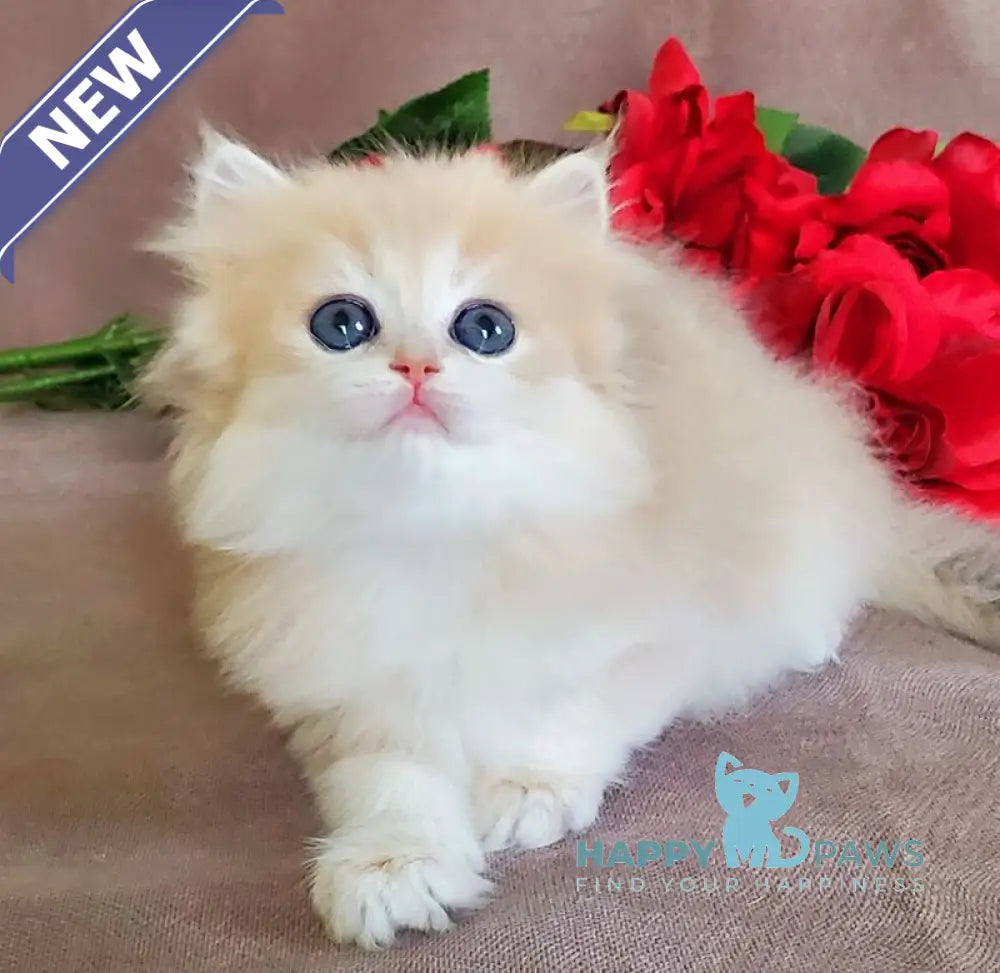 Gerda British Longhair female blue golden chinchilla live animals