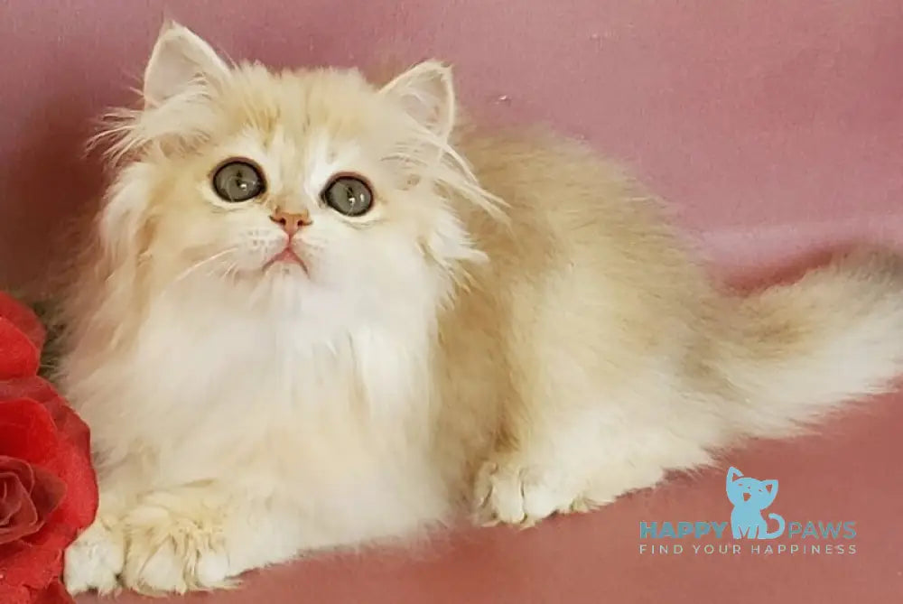 Gerda British Longhair female blue golden chinchilla live animals
