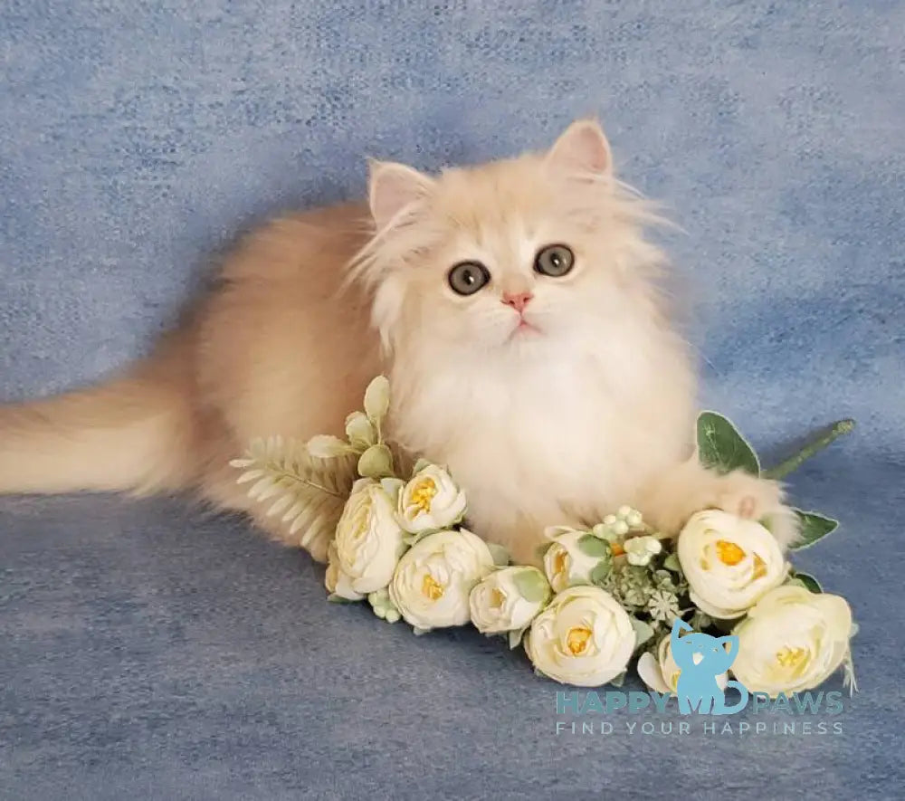 Gerda British Longhair female blue golden chinchilla live animals