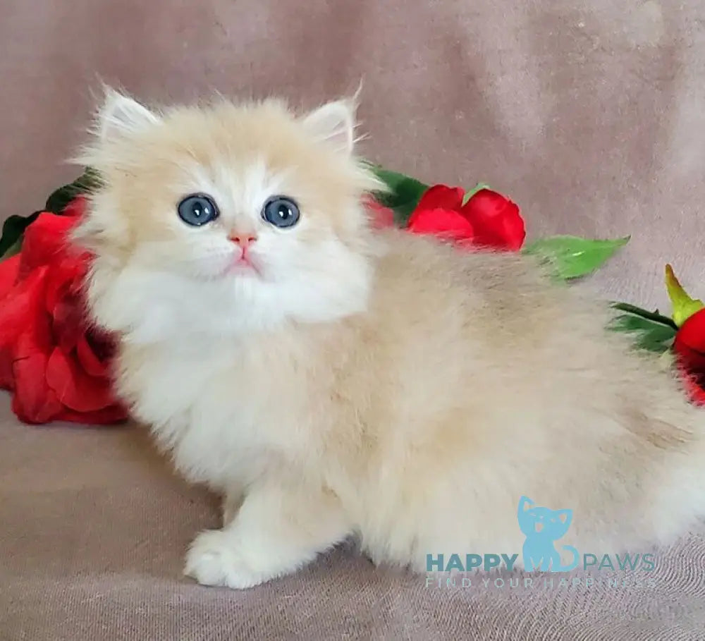 Gerda British Longhair female blue golden chinchilla live animals