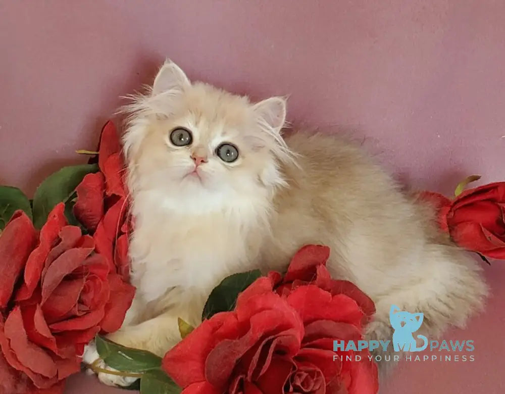 Gerda British Longhair female blue golden chinchilla live animals