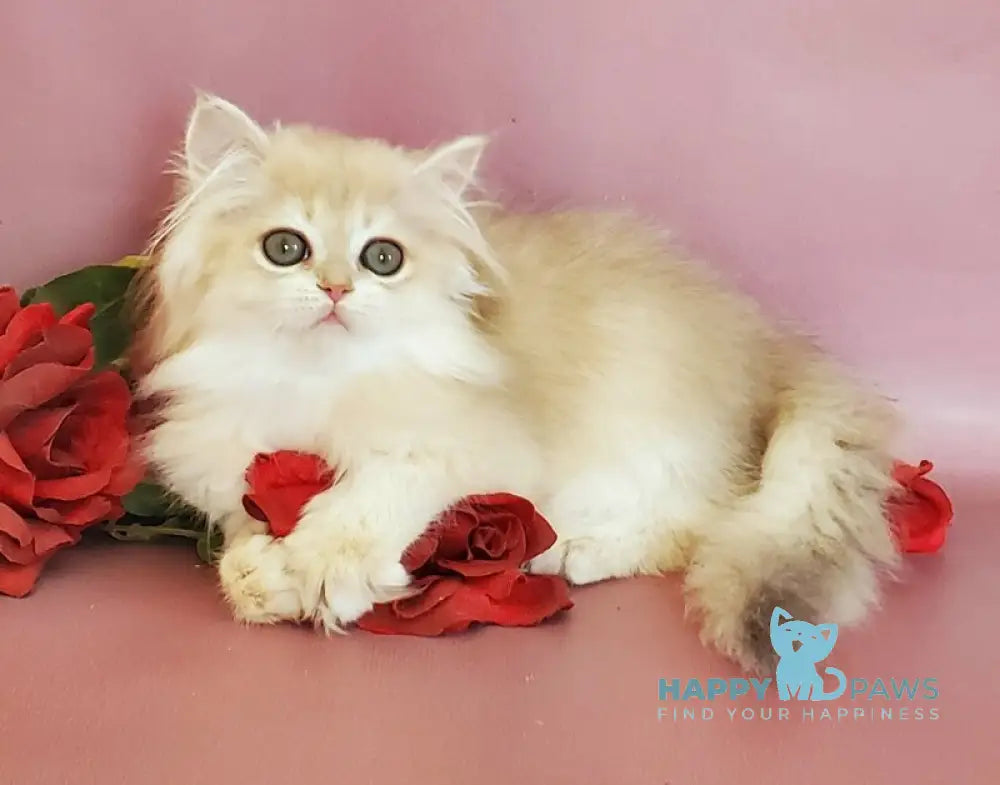 Gerda British Longhair female blue golden chinchilla live animals