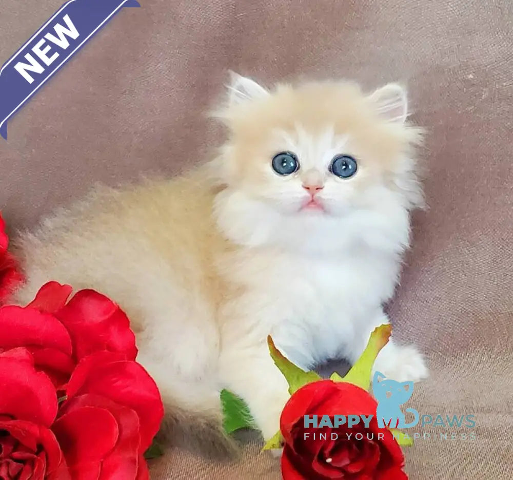 Gerda British Longhair female blue golden chinchilla live animals