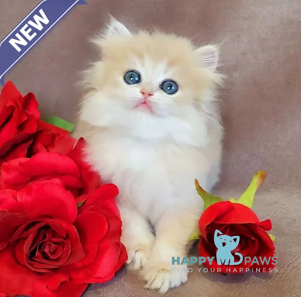 Gerda British Longhair female blue golden chinchilla live animals