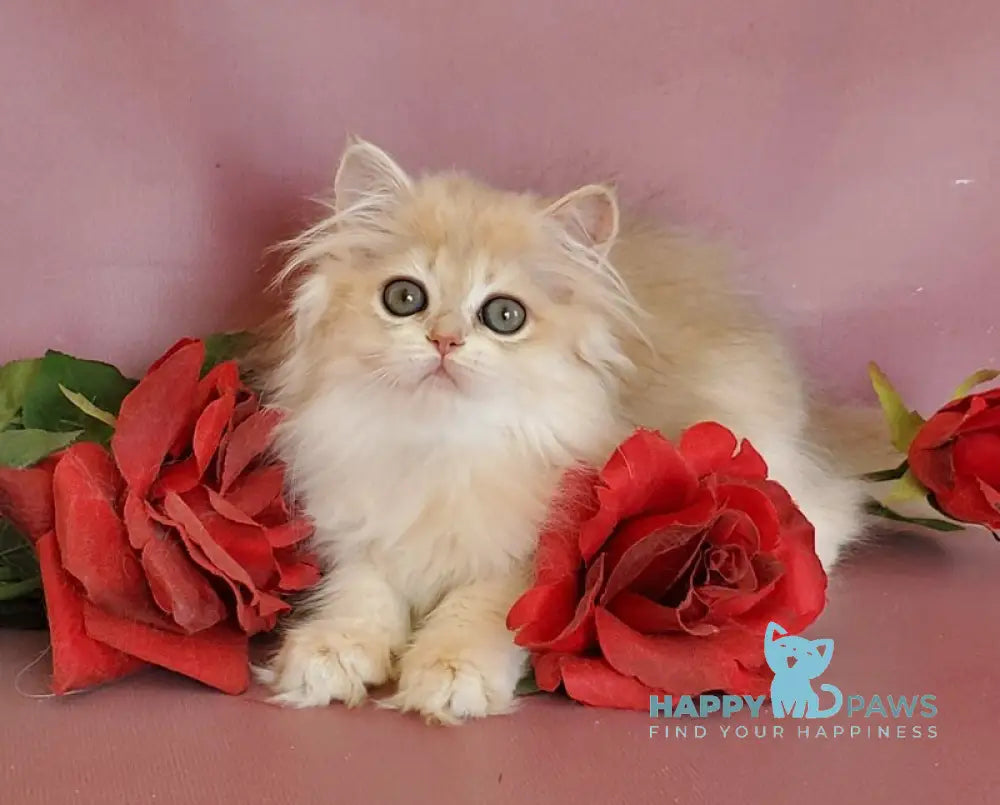 Gerda British Longhair female blue golden chinchilla live animals