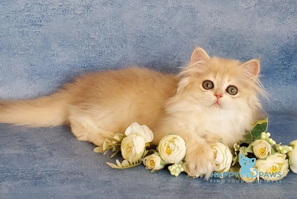 Gerda British Longhair female blue golden chinchilla live animals