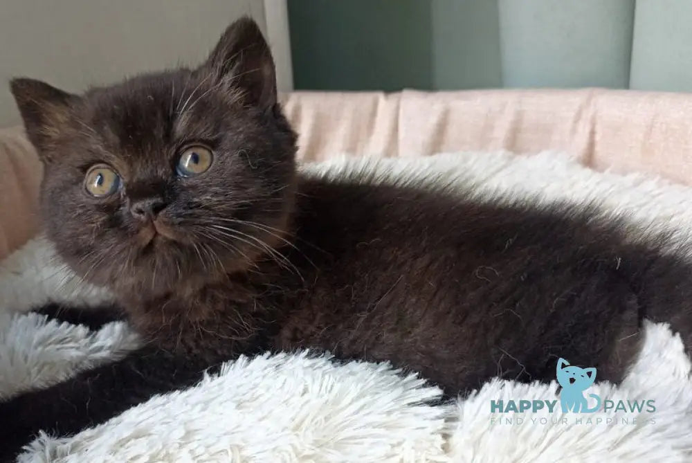 Gerda British Shorthair female black - live animals