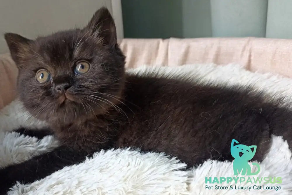 Gerda British Shorthair female black - live animals