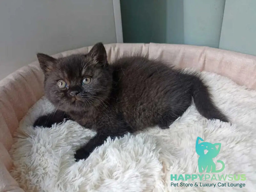 Gerda British Shorthair female black - live animals
