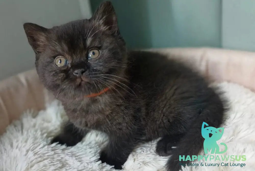 Gerda British Shorthair female black - live animals