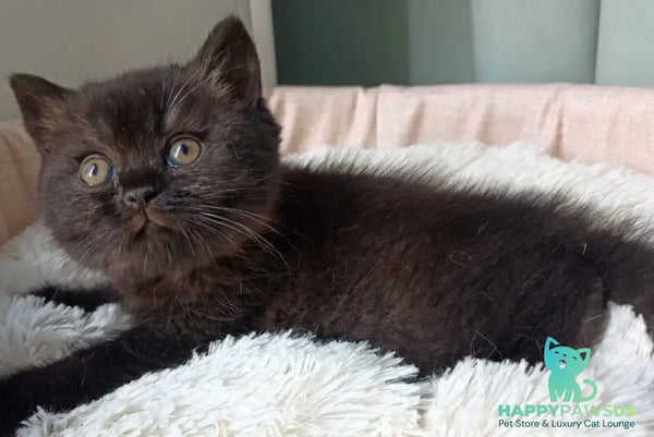 Gerda British Shorthair female black - live animals