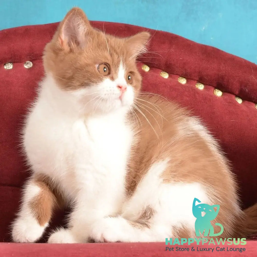 Gerda British Shorthair female cinnamon spotted tabby - live animals