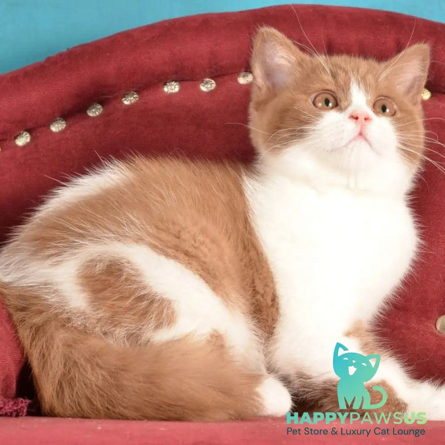 Gerda British Shorthair female cinnamon spotted tabby - live animals
