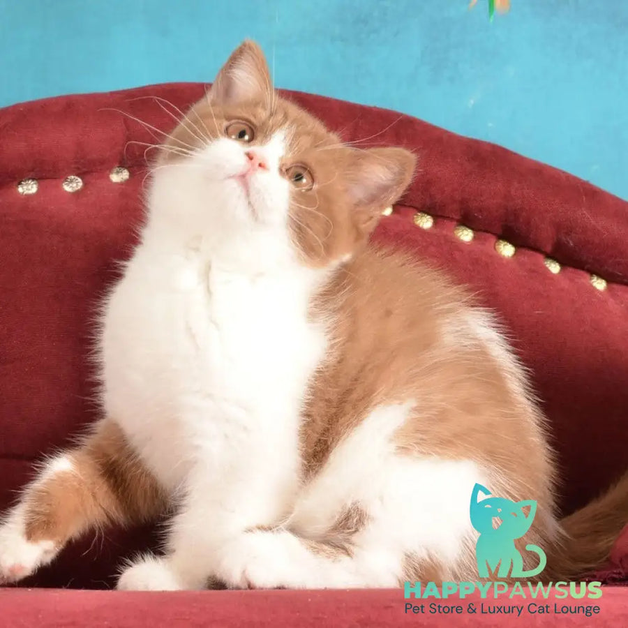 Gerda British Shorthair female cinnamon spotted tabby - live animals