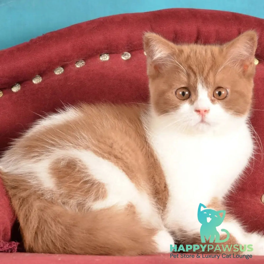Gerda British Shorthair female cinnamon spotted tabby - live animals