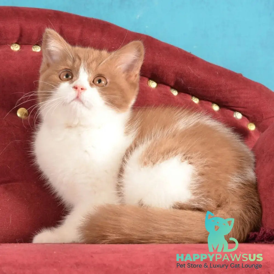Gerda British Shorthair female cinnamon spotted tabby - live animals