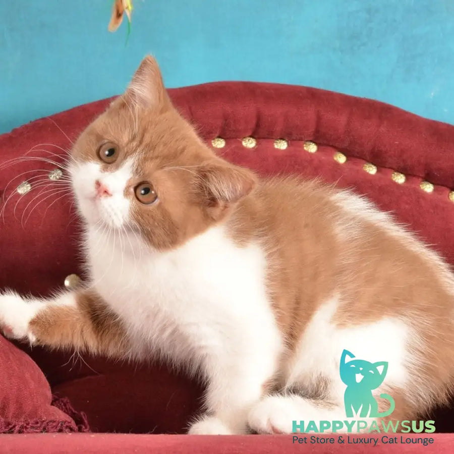 Gerda British Shorthair female cinnamon spotted tabby - live animals