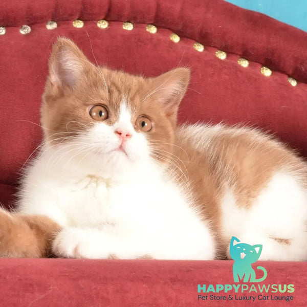 Gerda British Shorthair female cinnamon spotted tabby - live animals