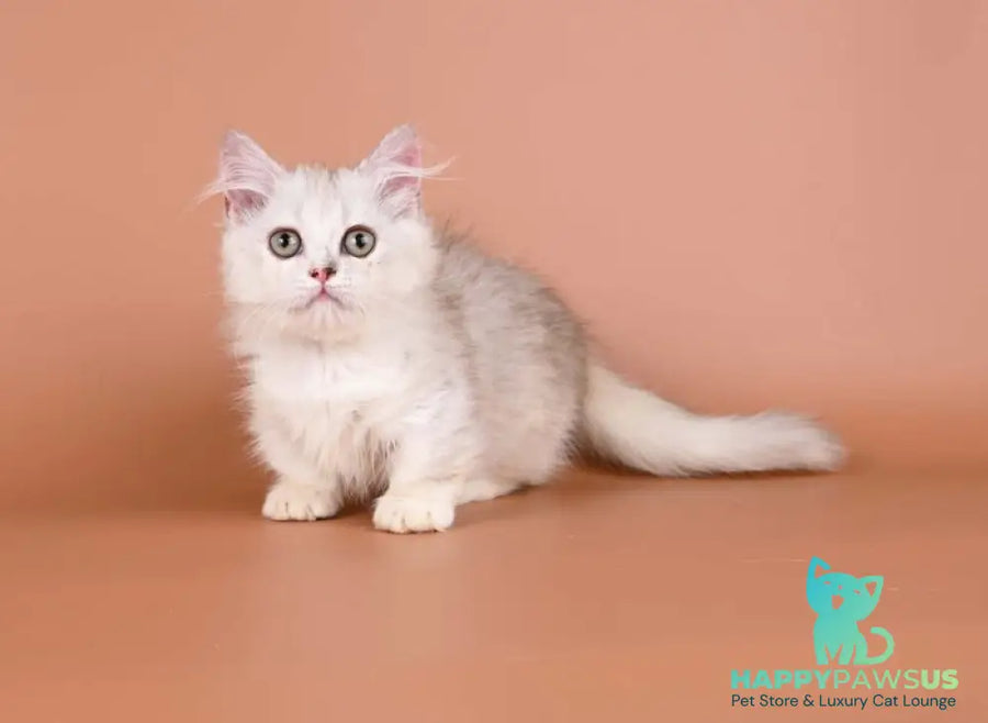 Gerda Munchkin female black tortie silver shaded bicolour - live animals