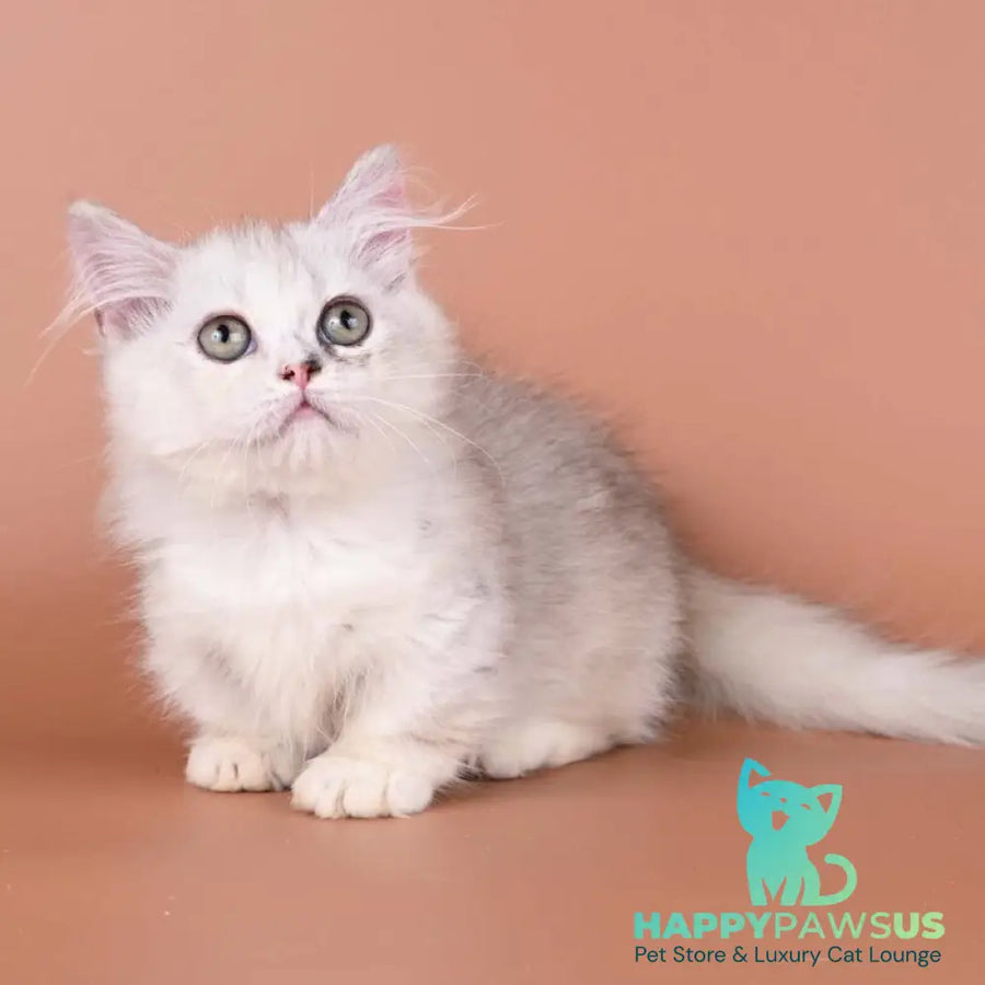 Gerda Munchkin female black tortie silver shaded bicolour - live animals