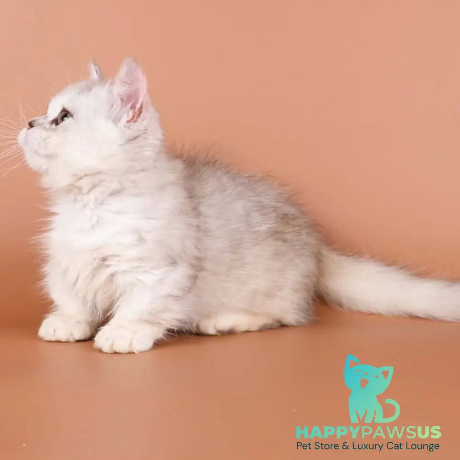 Gerda Munchkin female black tortie silver shaded bicolour - live animals