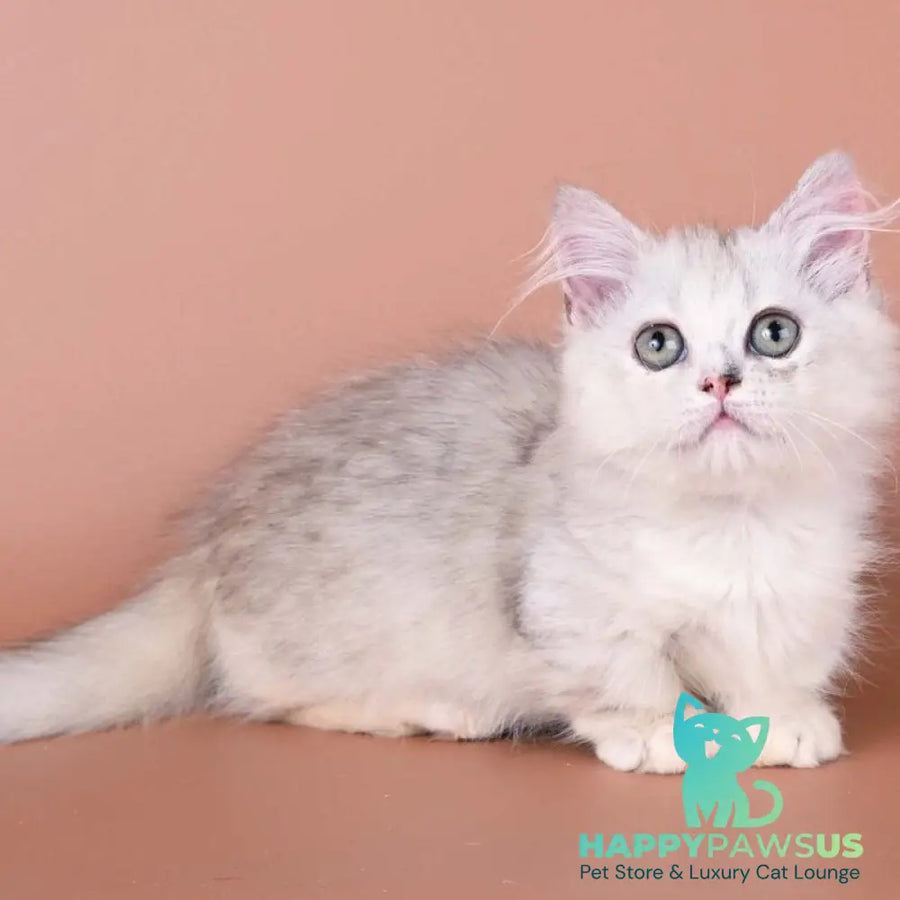 Gerda Munchkin female black tortie silver shaded bicolour - live animals
