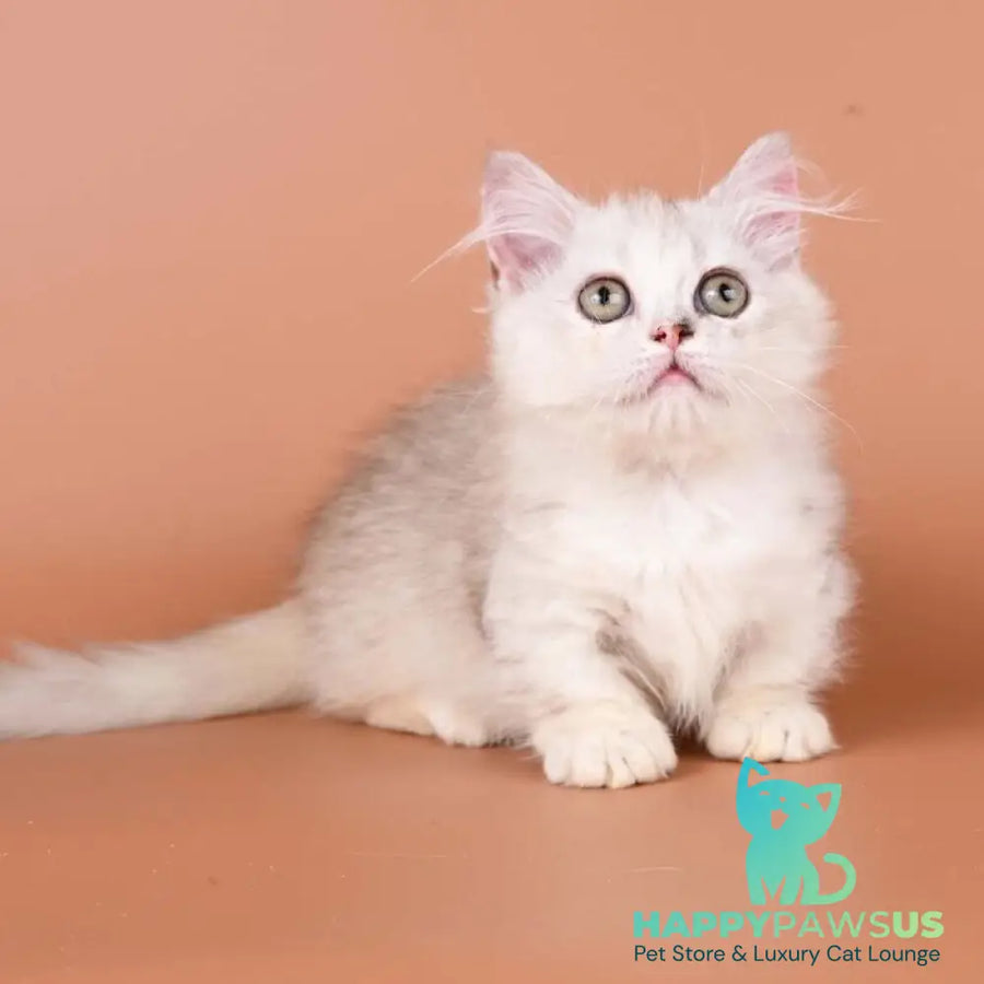 Gerda Munchkin female black tortie silver shaded bicolour - live animals