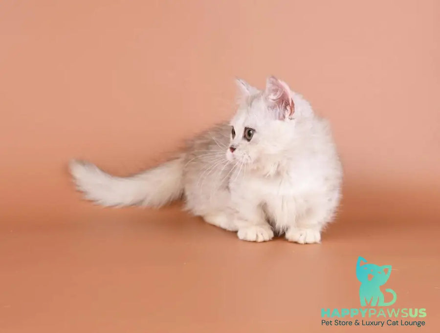Gerda Munchkin female black tortie silver shaded bicolour - live animals