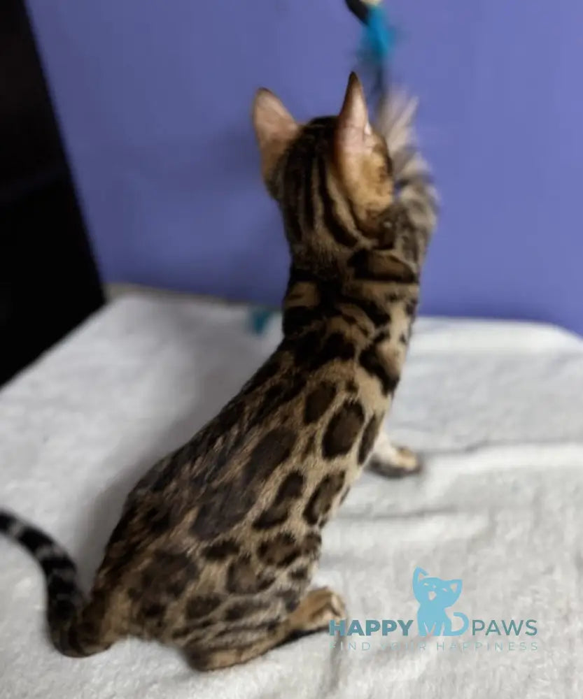 Germes Bengal Male Black Spotted Tabby Live Animals