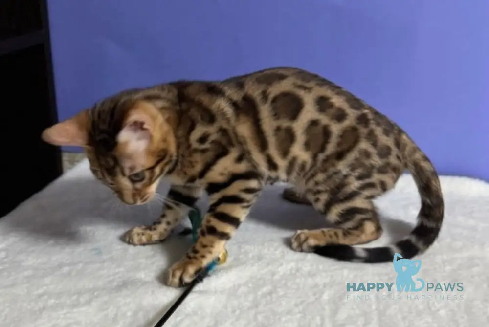 Germes Bengal Male Black Spotted Tabby Live Animals