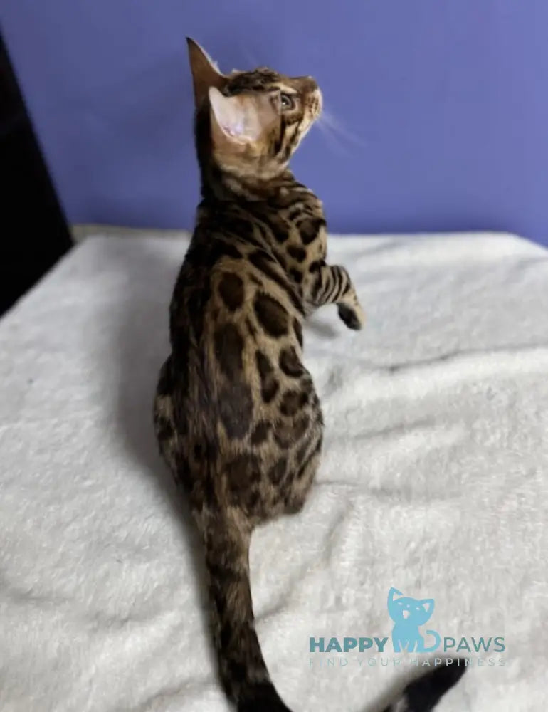 Germes Bengal Male Black Spotted Tabby Live Animals