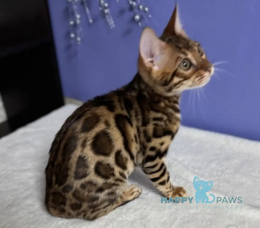 Germes Bengal Male Black Spotted Tabby Live Animals