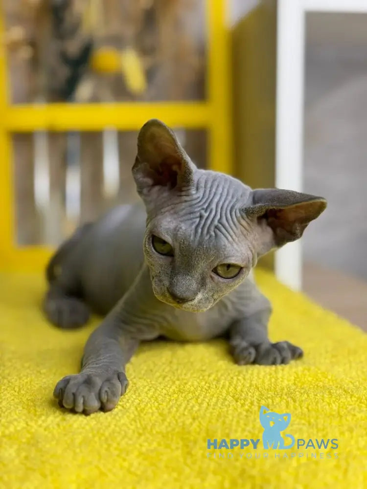 Germes Canadian Sphynx male blue live animals
